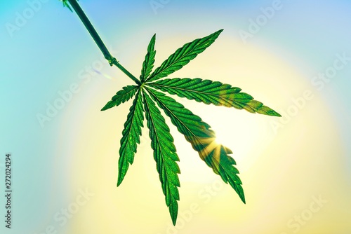 Green Cannabis leaf closeup, marijuana. Carved Hemp leaf. Drug, dope.