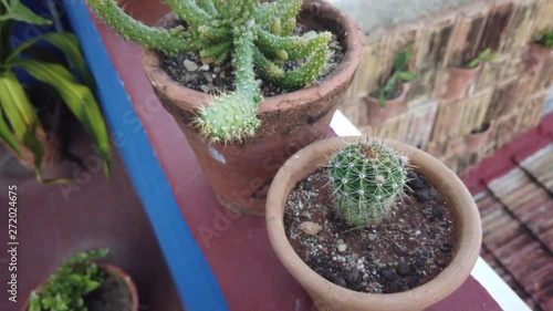 Cactus bloom in the pot. The houses' roofs are on the background. Potted cactus on the veranda of a house in Trinidad, Cuba. photo