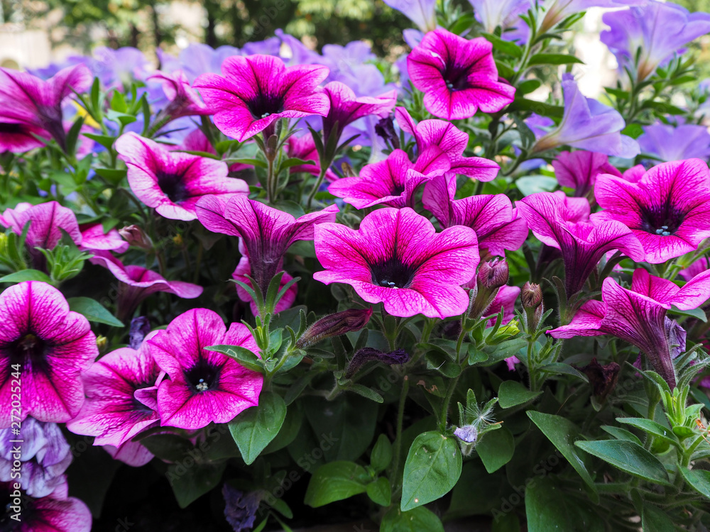 Beautiful purple and blue flowers in the park macro view, summer flower background Beautiful purple and blue flowers in the park macro view, summer flower background