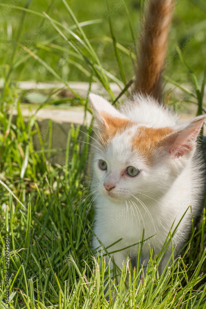 small white  cat ,kitten in garden