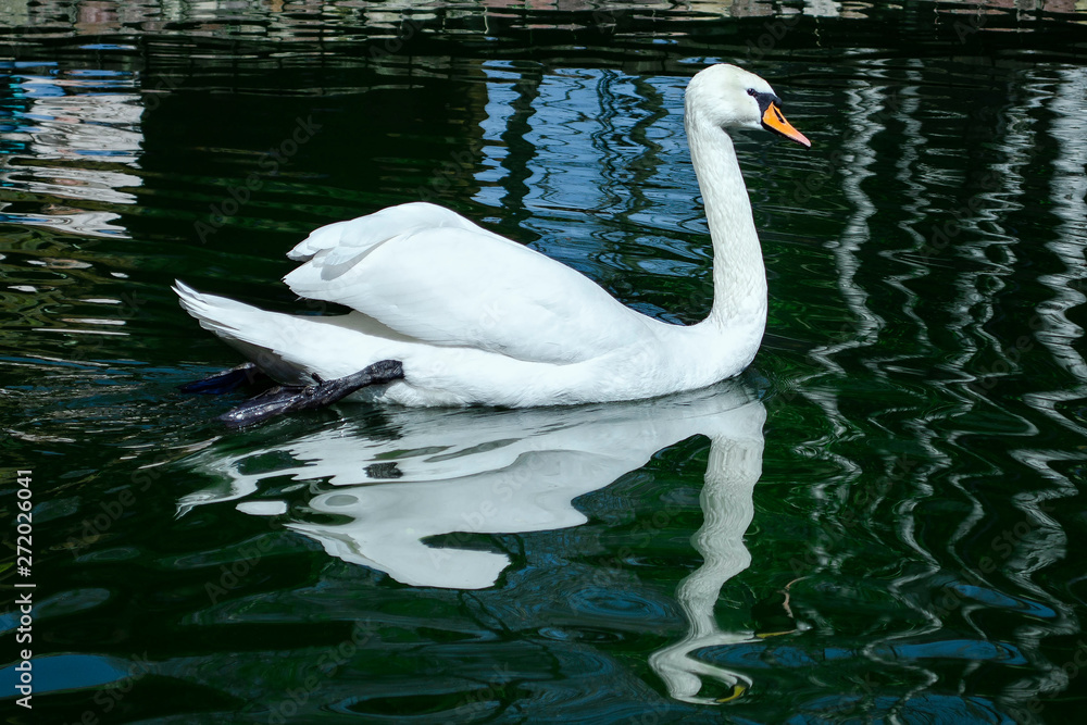 Fototapeta premium graceful white Swan swimming in the lake