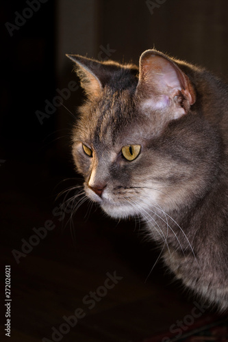 Beautiful gray cat in the rays of the setting sun