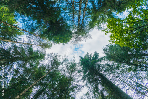 Looking up at blue sky through trees in a dense green forest in the Peak District  UK
