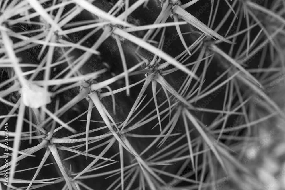 cactus spines