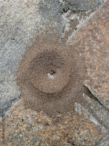 Ants on the sidewalk, with ants circling the entrance, offers danger of being stung. photo