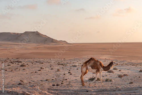 a camel in the middle to desert in Sahara  Morocco