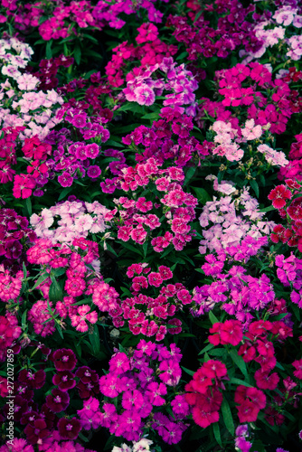 pink flowers © Fran Ikal