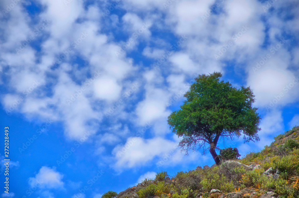 Obraz premium Lonely weathered tree on a hill in the mountains of Crete, Greece