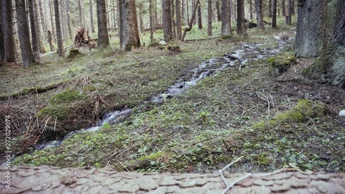 Forest mountain stream. Fallen tree. Coniferous forest in the mountains. Dolina Kezmarskiej Bielej vody, Tatra mountains photo