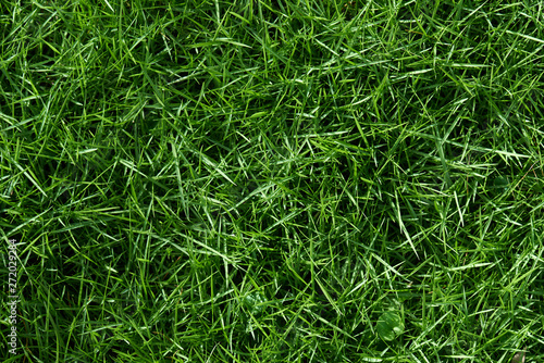 Texture of green grass background