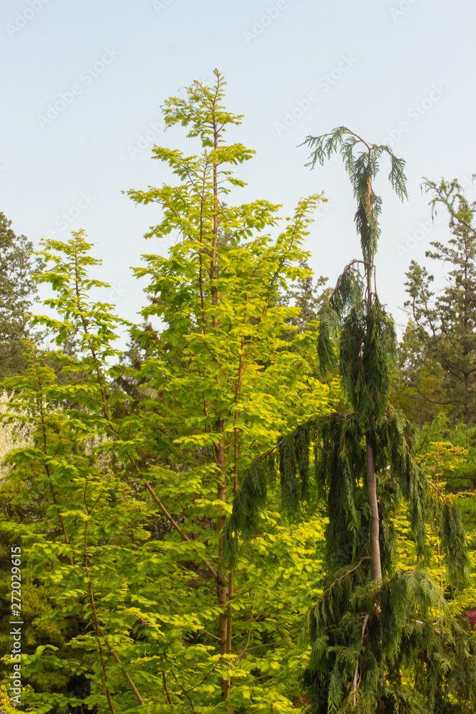Fototapeta premium Flag Pole Nootka Cypress in a Garden