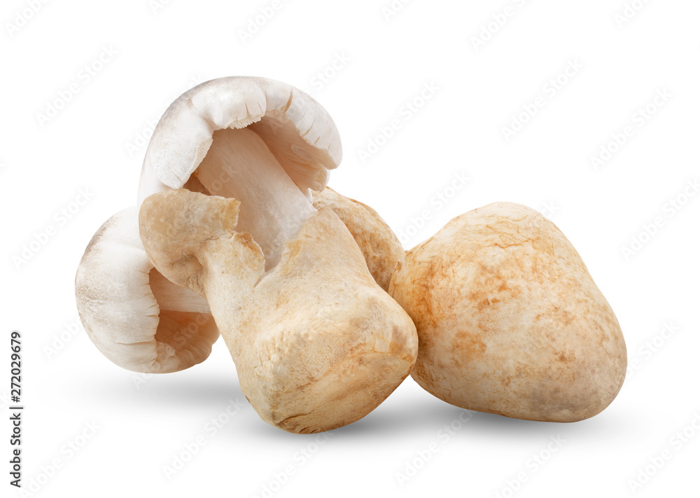 Straw mushrooms in thailand isolated on white background. full depth of field Straw mushrooms in thailand isolated on white background. full depth of field