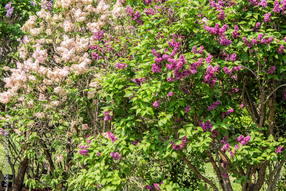 Deep Purple and Pink Lilac Bushes