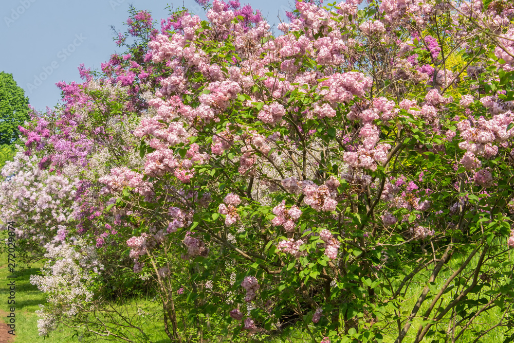Pink Lilac Bush in Full Bloom
