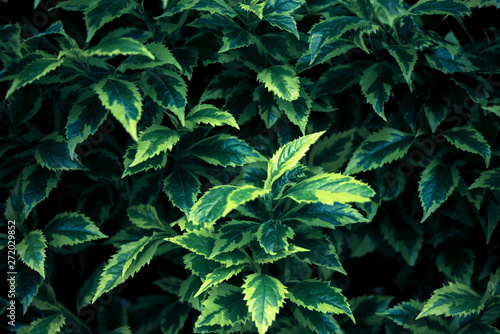 green plant