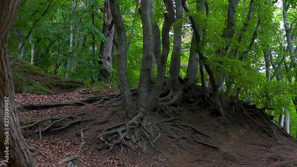 Slow motion. Old tree in Forest. Slow motion. Big. Slow motion. Old tree in Forest. Slow motion. Big.