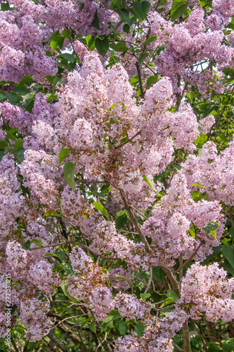 Lilac Bush in Full Bloom