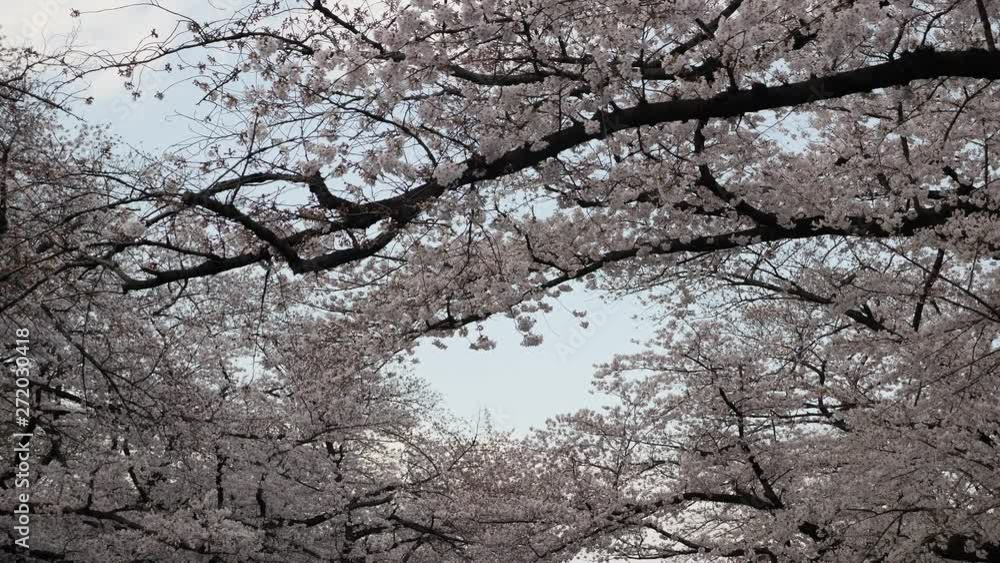Cherry Blossom tree full bloom. Filmed in Ueno Park Cherry Blossom tree full bloom. Filmed in Ueno Park
