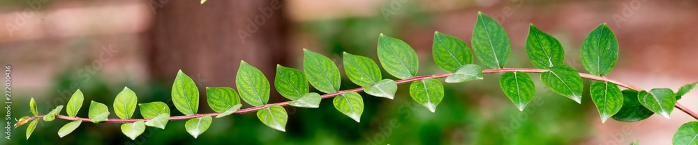 panoramic view of green branches. Lagerstroemia indica branches, Lagerstroemia indica tree green leaf panoramic view of green branches. Lagerstroemia indica branches, Lagerstroemia indica tree green leaf