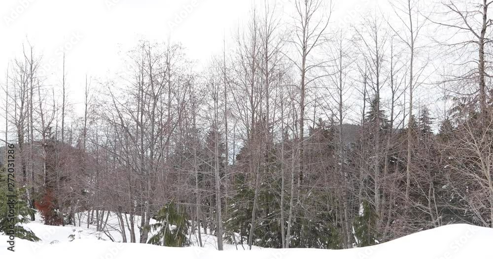 Snow Landscape in the Winter Snow Landscape in the Winter