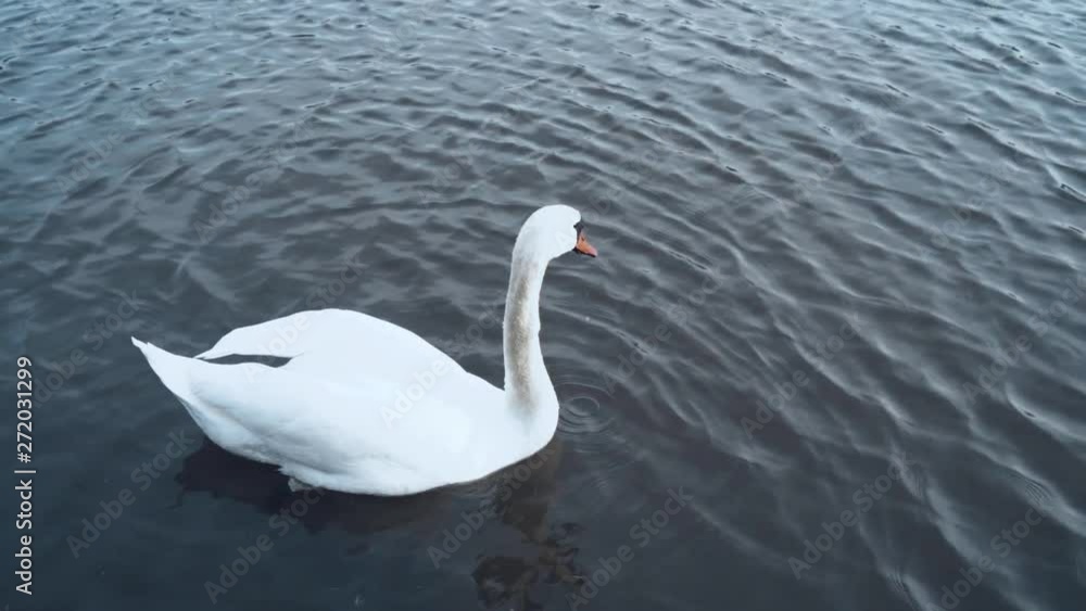 Swan swimming around in a circle on calm blue water on a warm sunny day. Swan swimming around in a circle on calm blue water on a warm sunny day.