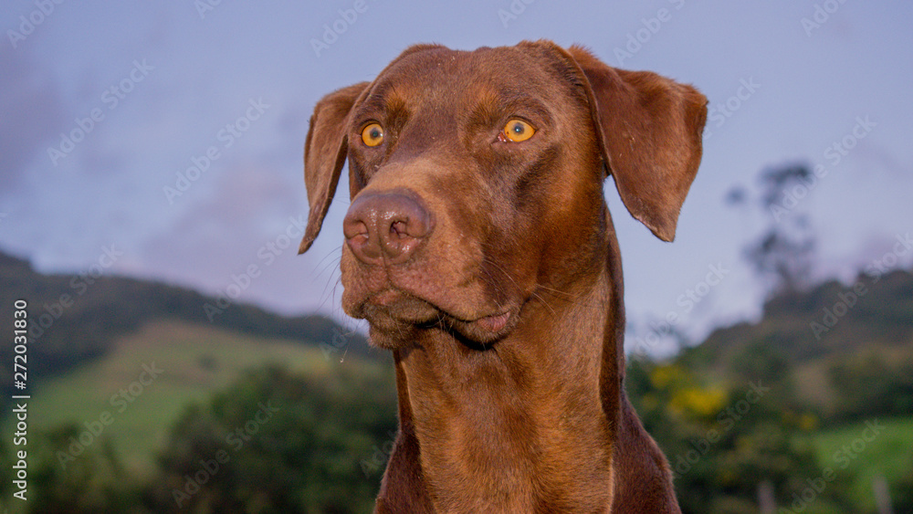 Perro de Caza Braco Alemán