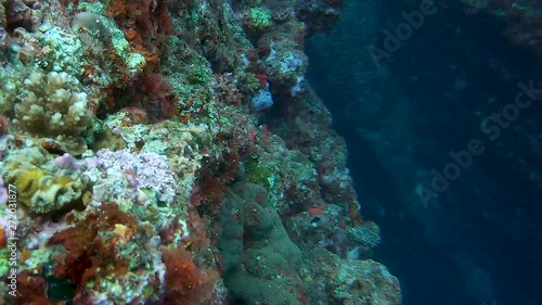 Close Up Shot of Dwarf Hawkfish Swimming Over Coral. East China Sea, Okinawa, Japan photo