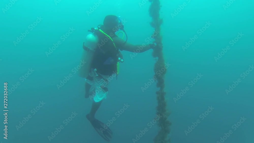 Scuba diver rubbing his gloves after touching algae on rope underwater in the Solomon Islands Scuba diver rubbing his gloves after touching algae on rope underwater in the Solomon Islands