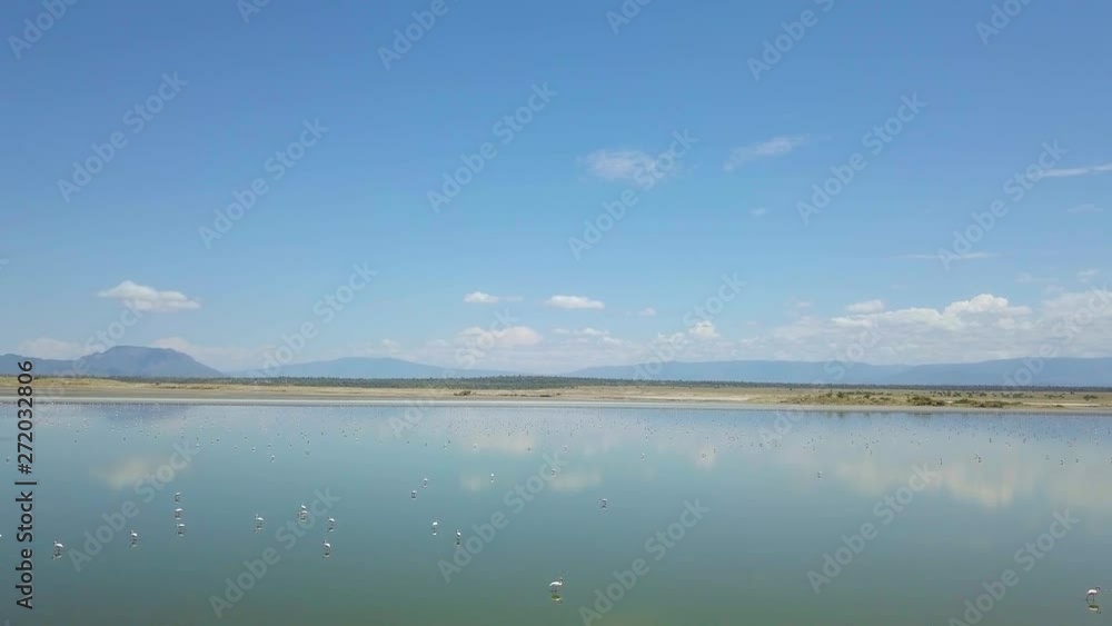 aerial 4k drone video of pink flamingos scattered over lake magadi with reflections of hills on the lake aerial 4k drone video of pink flamingos scattered over lake magadi with reflections of hills on the lake
