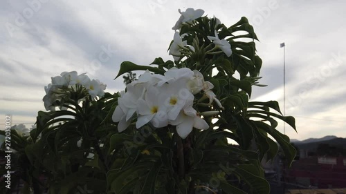 White Petunia Flowers Hanging On The Porch. White flowers on the veranda of a house in Trinidad, Cuba. photo