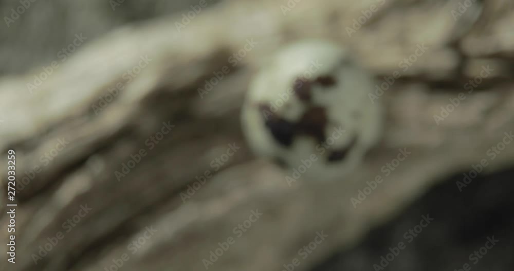 Top down macro shot of a quail egg revealed via rack focus Top down macro shot of a quail egg revealed via rack focus