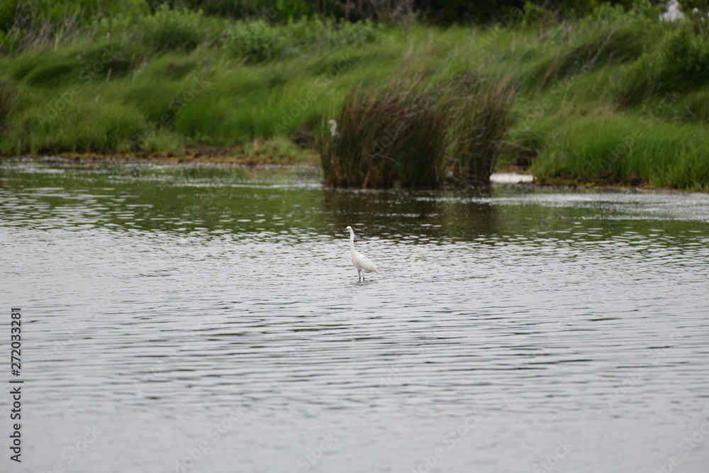 wild white egret in natural surroundings