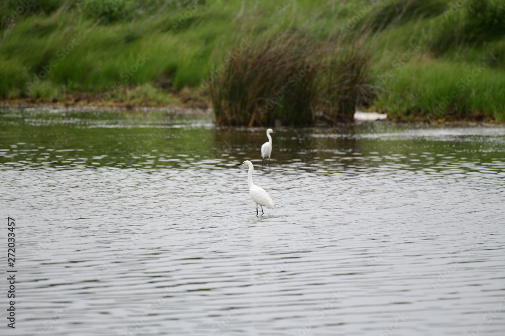 Naklejka premium wild white egret in natural surroundings