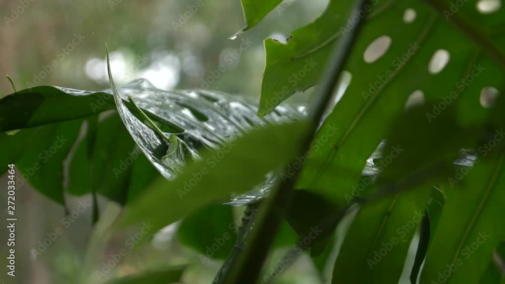 Water dripping on big green leaves Water dripping on big green leaves