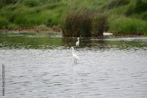 wild white egret in natural surroundings