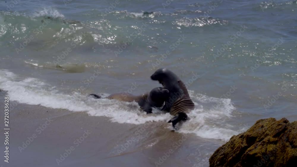 Elephant Seals Fighting on the Beach Elephant Seals Fighting on the Beach