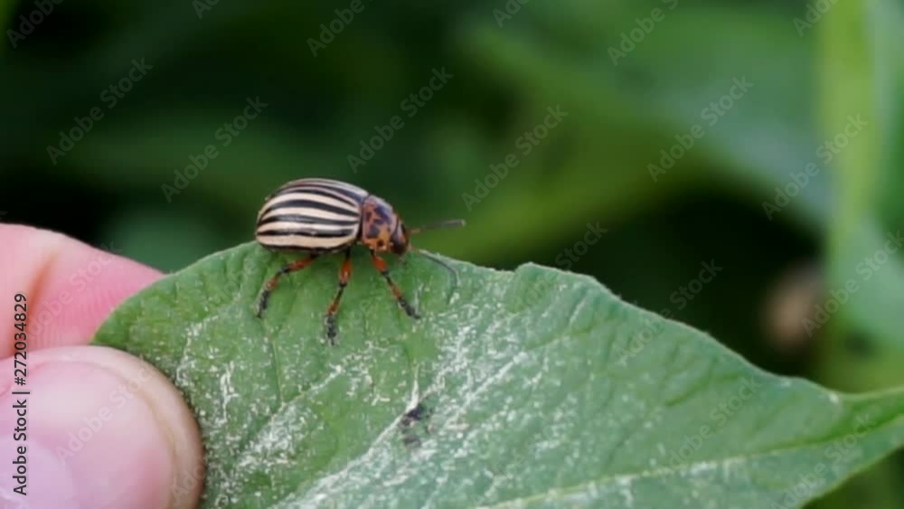 potato beetle Leptinotarsa decemlineata, potato plant pests, potato beetle Leptinotarsa decemlineata, potato plant pests,