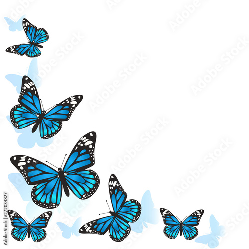 Element of design. Frame made of butterflies. Blue butterflies on a white background. vector image