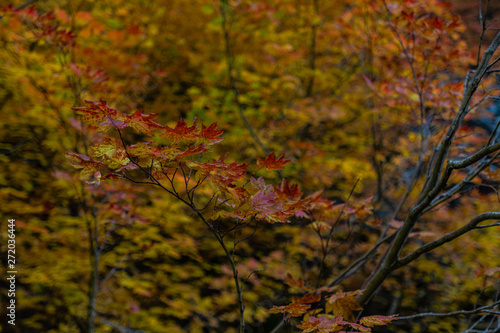 Detail of Brown Leaves in Fall Forest