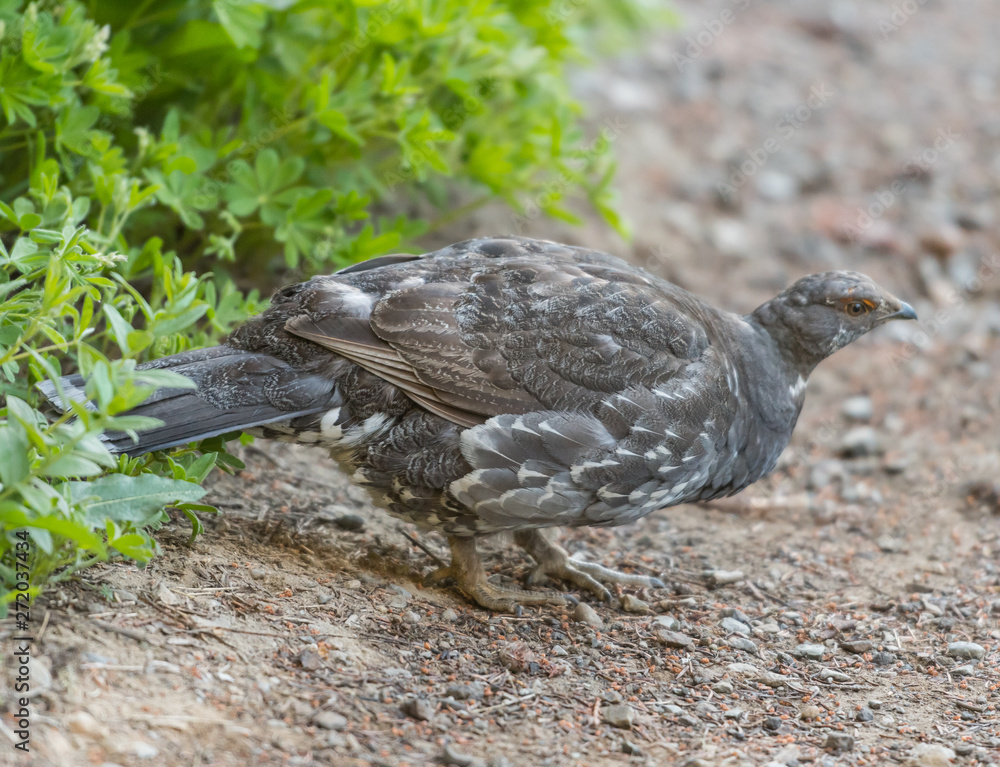 Obraz premium Sooty Grouse on trail