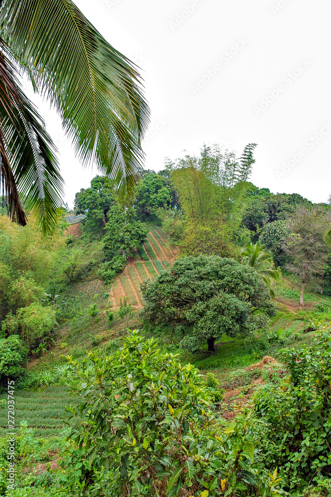 Obraz premium Mango cultivation at mountain area in Cebu, the Philippines