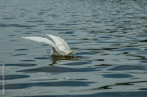 Groups of herons (Ardea alba) and diving bird (Nannopterum brasilianus) live together while fishing, feeding and resting in the lagoon of Piratininga, part of the tropical forest,Brazil. photo