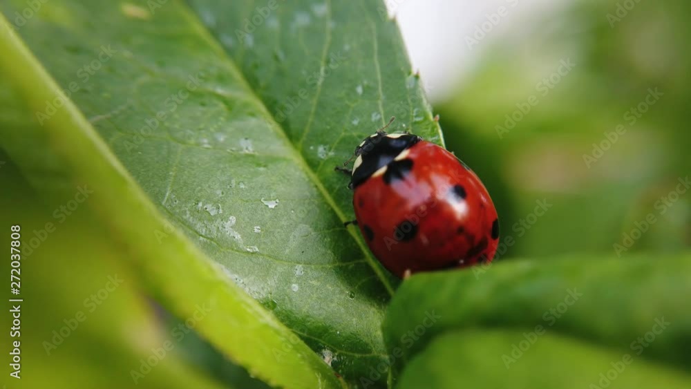 A close up shot of a lady bug sitting still on the leaf of a peach tree. A close up shot of a lady bug sitting still on the leaf of a peach tree.