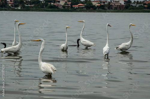 Groups of herons (Ardea alba) and diving bird (Nannopterum brasilianus) live together while fishing, feeding and resting in the lagoon of Piratininga, part of the tropical forest,Brazil. photo