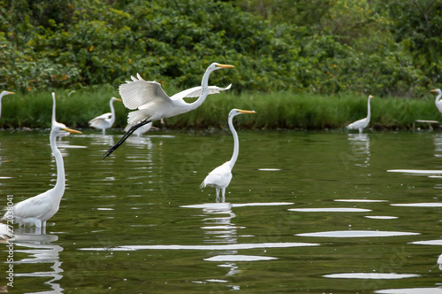 Groups of herons  Ardea alba  and diving bird  Nannopterum brasilianus  live together while fishing  feeding and resting in the lagoon of Piratininga  part of the tropical forest Brazil.