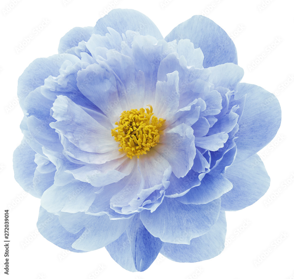 blue peony flower isolated on a white  background with clipping path  no shadows. Closeup.  Nature. - obrazy, fototapety, plakaty 