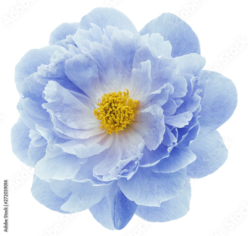 blue peony flower isolated on a white  background with clipping path  no shadows. Closeup.  Nature.