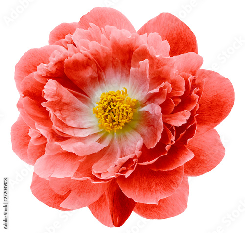 Fototapeta Naklejka Na Ścianę i Meble -  Red peony flower isolated on a white  background with clipping path  no shadows. Closeup.  Nature.