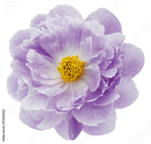 Fototapeta Naklejka Na Ścianę i Meble -  purple peony flower isolated on a white  background with clipping path  no shadows. Closeup.  Nature.
