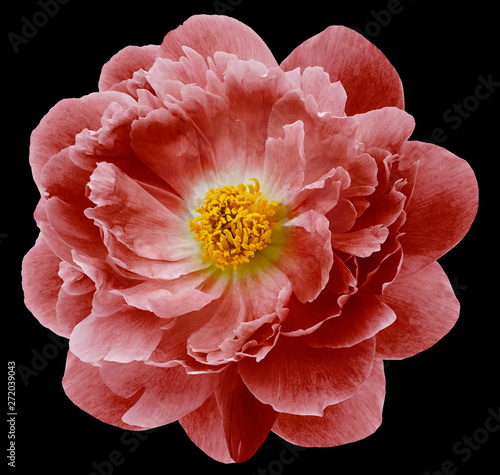 Fototapeta Naklejka Na Ścianę i Meble -  red peony flower isolated on  the black  background with clipping path  no shadows. Closeup.  Nature.